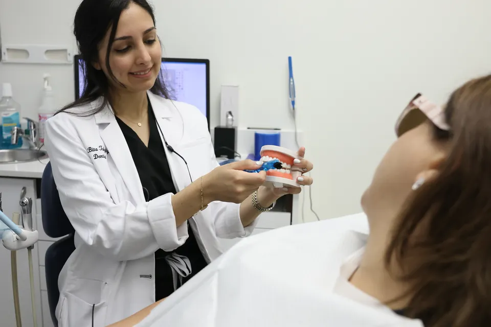 A dentist holds a full model of upper and lower teeth